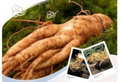 Nhân Sâm Tươi 4 củ/kg