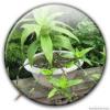 Rượu Lược vàng Rượu Lược vàng