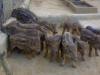 Heo rừng giống Heo rừng giống