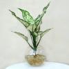 Valentine Trắng Valentine Trắng