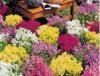 Linaria (Marvelous Mix) Linaria (Marvelous Mix)