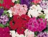 Hoa Phlox (Beauty Mix) Hoa Phlox (Beauty Mix)