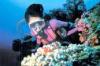 Www.Dulichnhatrang,Tour 4 Đảo Lặn Biển